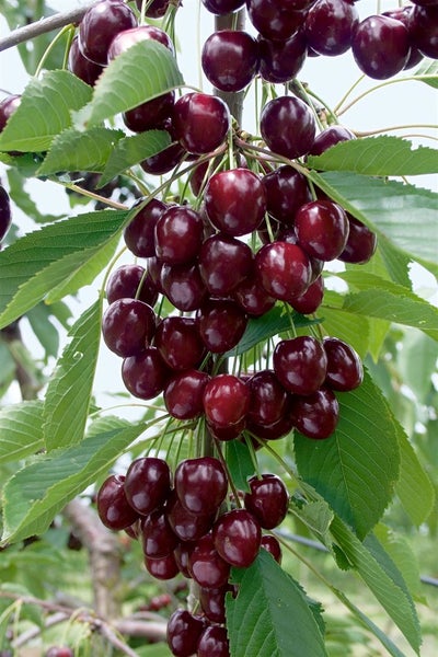 Kirschbaum mit reifen Kirschen und grünen Blättern