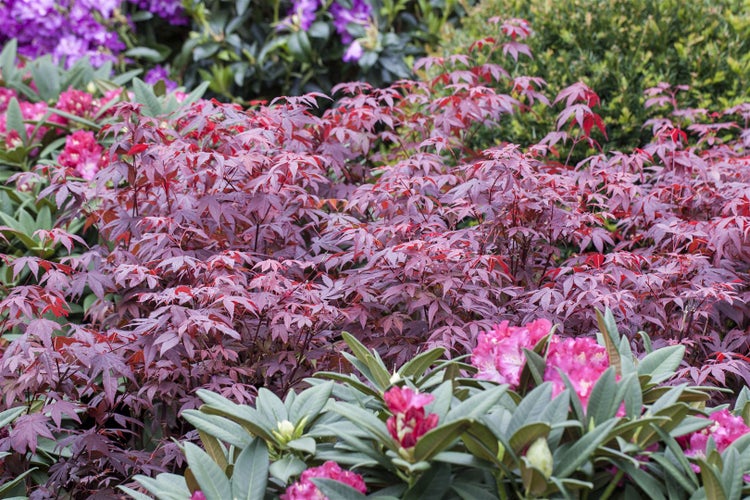 Acer palmatum 'Atropurpureum', Japanischer Ahorn, rotlaubig, 80–100 cm