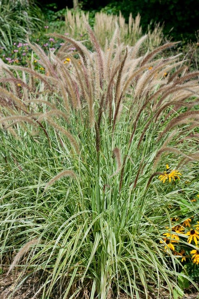 Blüten des Maiblumenstrauchs