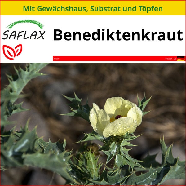 SAFLAX Anzucht Set - Benediktenkraut - Cnicus benedictus - 50 Samen - Mit Mini-Gewächshaus, Anzuchtsubstrat und 2 Töpfen