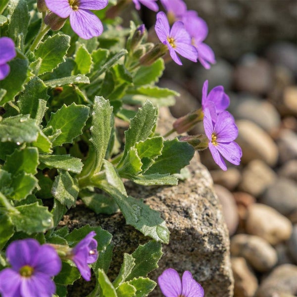 Blaukissen Aubrieta mit lila Blüten und grünen Blättern in einem Steingarten auf einem Felsen