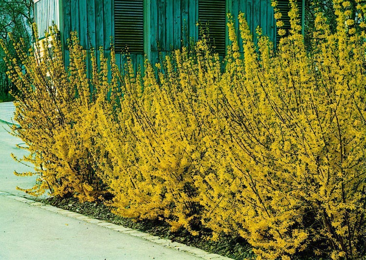 Reihe von Forsythiensträuchern mit gelben Blüten