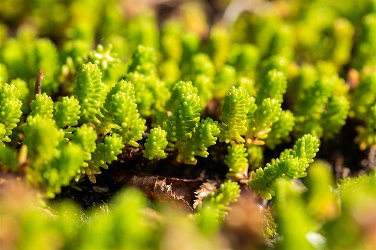 Sedum lydium, Teppichsedum, ca. 9x9 cm Topf, pflegeleicht