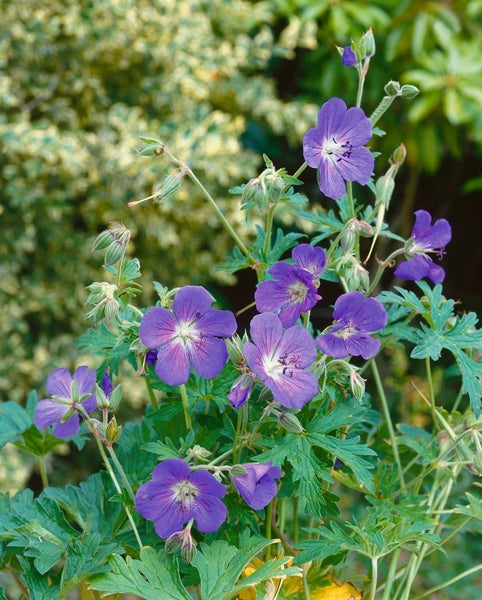 Geranium pratense 'Johnson's Blue', Storchschnabel, blau, ca. 9x9 cm Topf