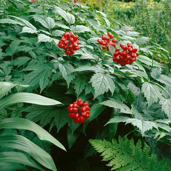Actaea rubra, Rote Christophskraut, ca. 11x11 cm Topf