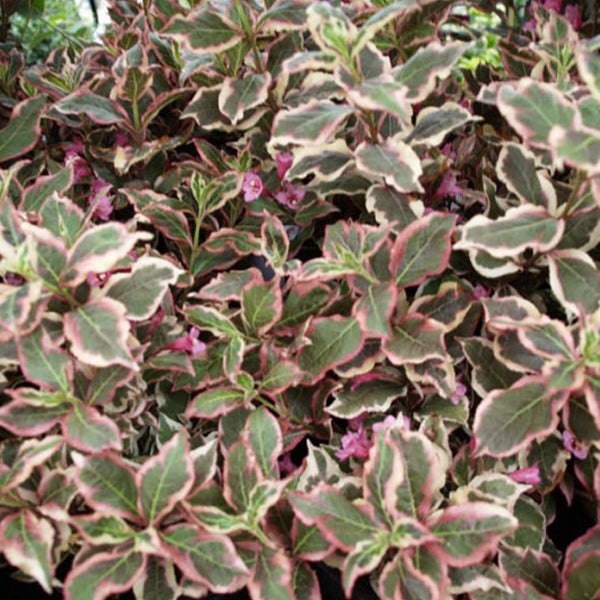 Dekorativer Zierstrauch mit rosa Blüten und Blättern