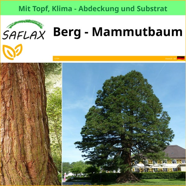 Saflax Berg Mammutbaum mit Topf, Klimaabdeckung und Substrat