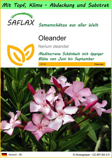 SAFLAX Garden to go - Oleander - Nerium oleander - 50 Samen - Mit Topf, Klima - Deckel und Anzuchtsubstrat