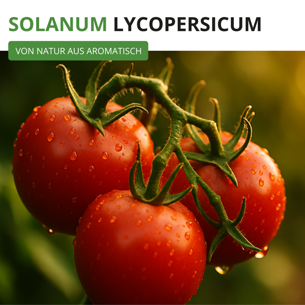 Solanum Lycopersicum Tomaten an einer Rispe mit Wassertropfen, von Natur aus aromatisch.