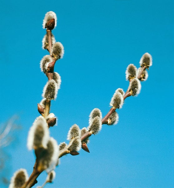 Salix cinerea, Grau-Weide, 60–100 cm