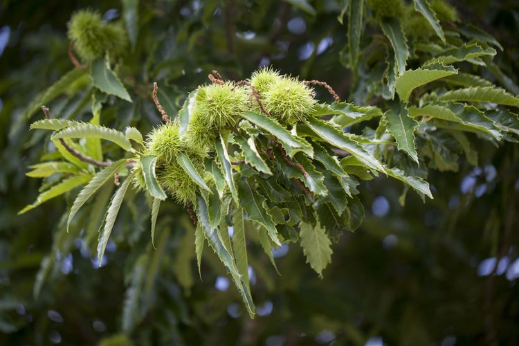 Castanea sativa, Esskastanie, 80–100 cm