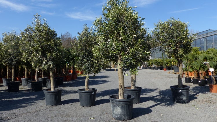 6 Stück Olivenbaum Olive 20 Jahre beste Qualität, Stammumfang 20 - 30 cm, winterhart, Olea Europaea