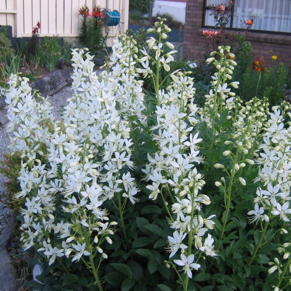 Garten mit blühenden Diptam Pflanzen