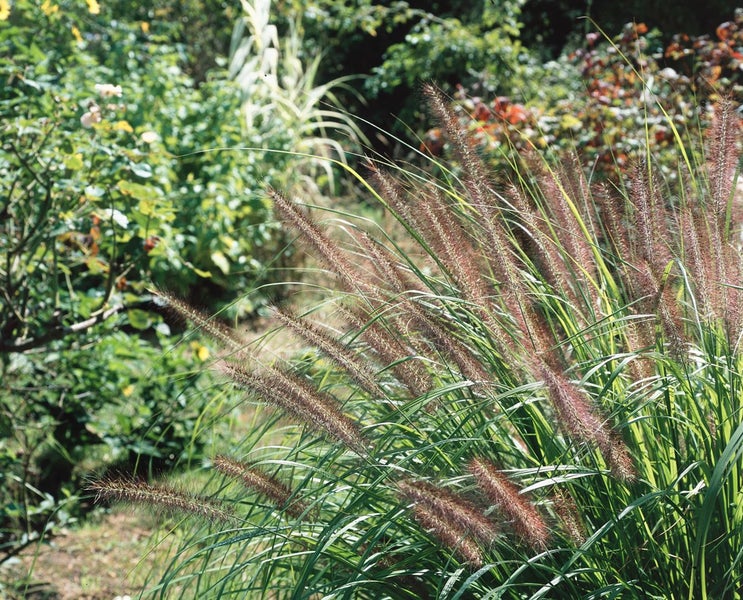 Pennisetum alopecuroides 'Moudry', Lampenputzergras, ca. 11x11 cm Topf