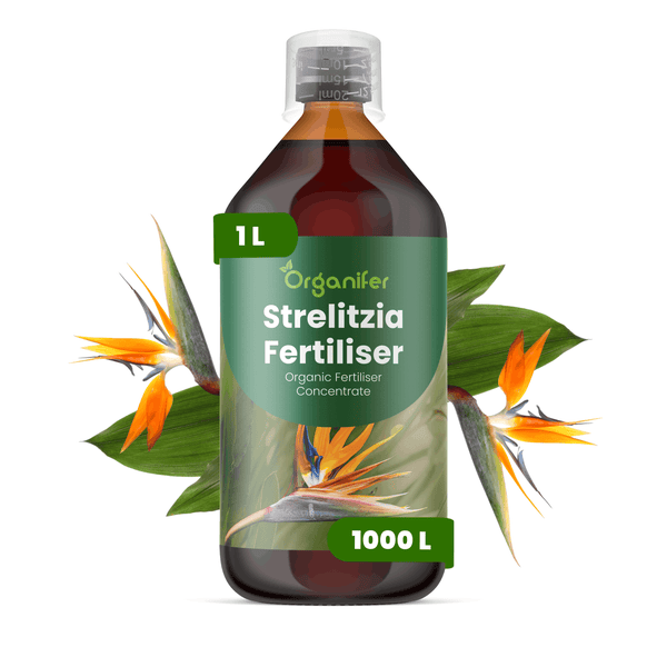 Organifer Strelitzia Dünger, flüssiges organisches Konzentrat, 1 Liter Flasche für 1000 Liter Gießwasser.