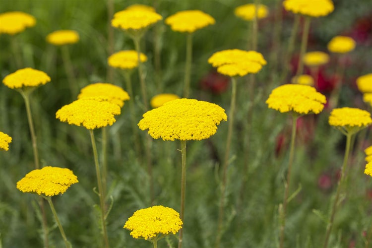 Achillea filipendulina 'Parker', Schafgarbe, goldgelb, ca. 9x9 cm Topf