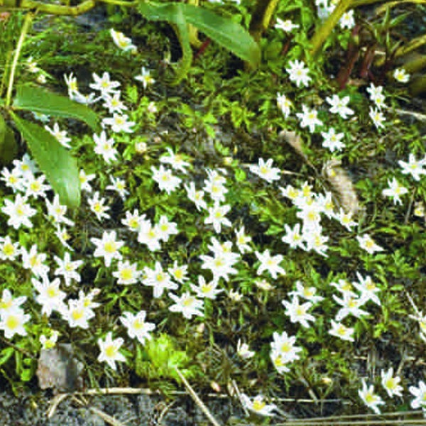 Sternblumen in einem Gartenbeet