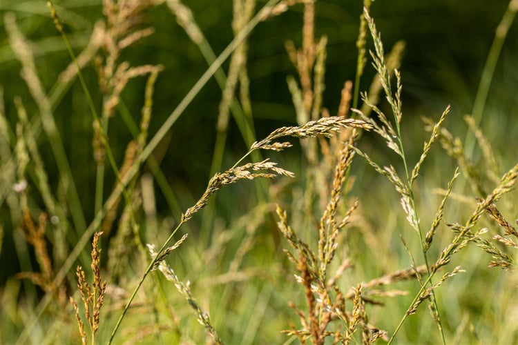 Molinia arundinacea 'Windspiel', Pfeifengras, ca. 11x11 cm Topf