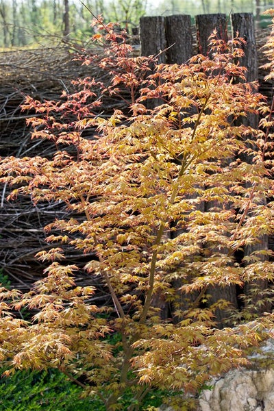 Japanischer Ahorn mit gelben Blättern im Garten