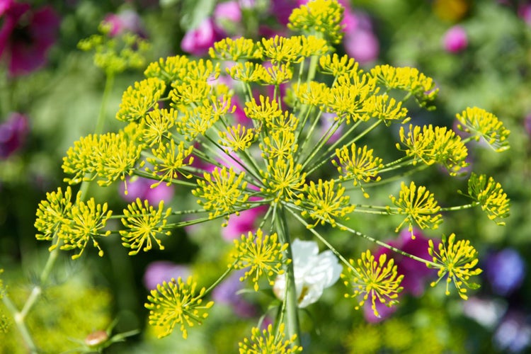 Anethum graveolens, Dill, aromatisch, ca. 11x11 cm Topf