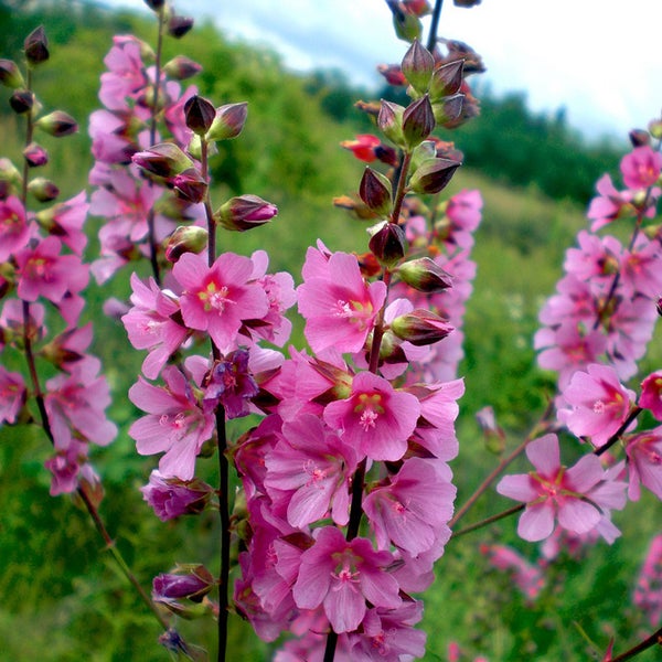 Nahaufnahme von Stockrosenblüten