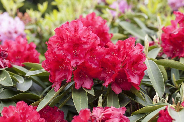 Rhododendron Hybr. 'Lagerfeuer', leuchtend rot, 30–40 cm