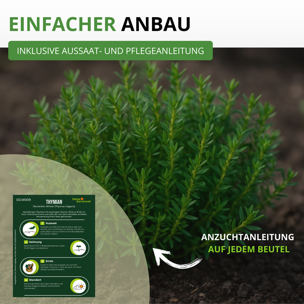 Thymianpflanze in Erde mit Hinweisen zu Aussaat, Keimung, Ernte und Standort für einfachen Anbau.