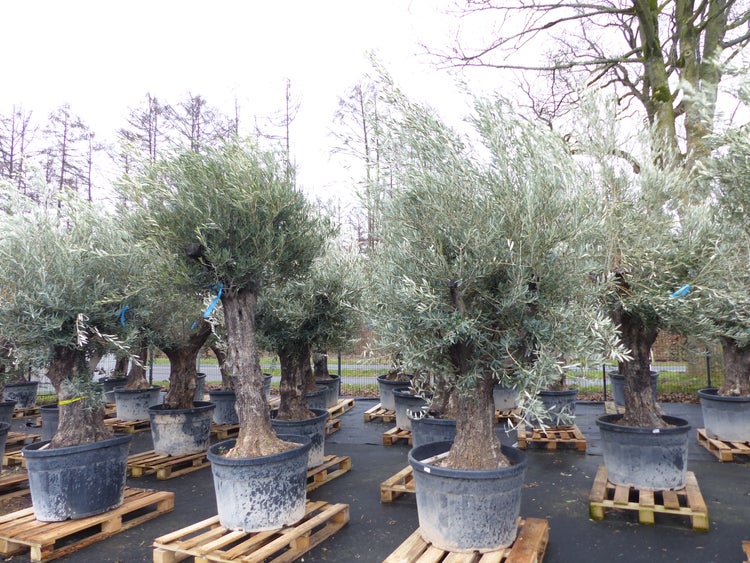 Olivenbaum 100 Jahre, 200 - 250 cm, Stamm 80-100 cm, knorrig urig Olive, winterhart