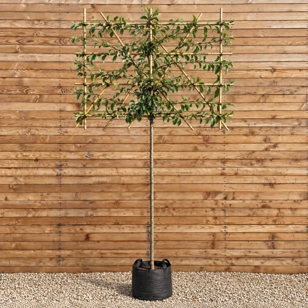 Spalierbaum mit rechteckiger Form auf einem Bambusgerüst in einem Pflanzsack vor einer Holzwand.
