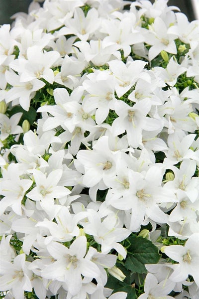 Campanula cochleariif.'Bavar.White', Glockenblume, weiß, ca. 9x9 cm Topf