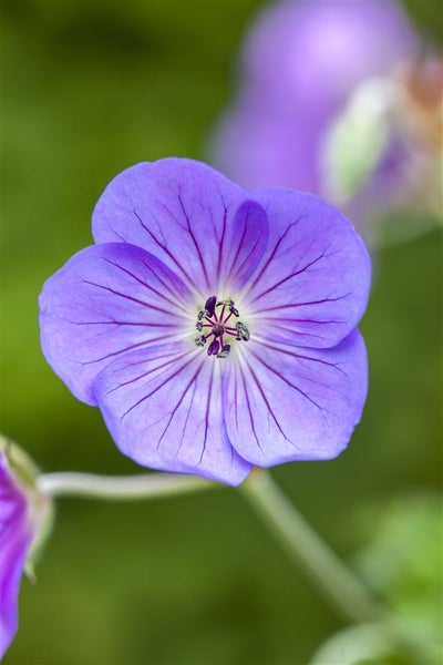 Geranium wallichianum 'Rozanne', Storchschnabel, violettblau, 2-3 L Container