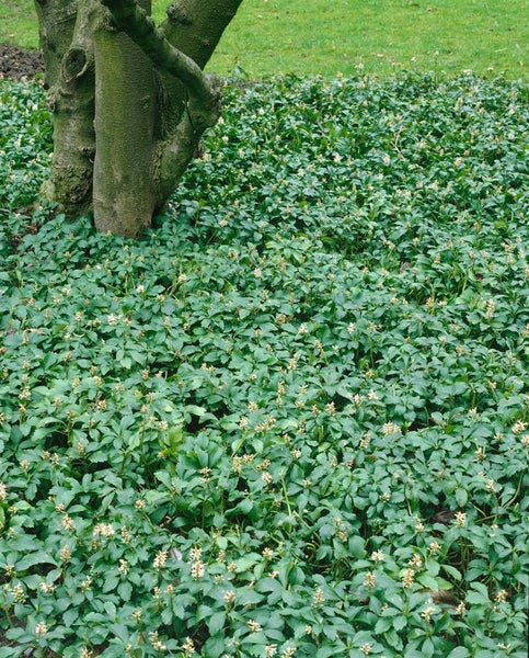Pachysandra terminalis, Ysander, immergrün, ca. 9x9 cm Topf