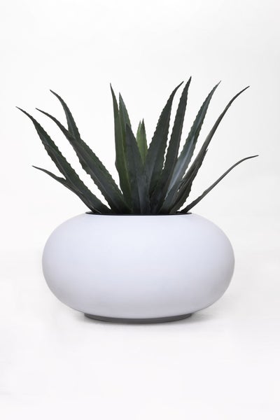 Aloe Vera Pflanze in einer runden weißen Pflanzschale.