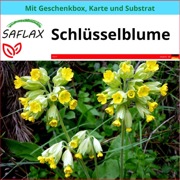 SAFLAX Geschenk Set - Schlüsselblume - Primula veris - 100 Samen - Mit Geschenkbox, Versandaufkleber, Geschenkkarte und Anzuchtsubstrat