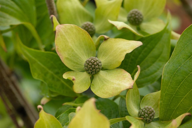 Cornus kousa 'Big Apple', Japanischer Blumen-Hartriegel, 50–60 cm