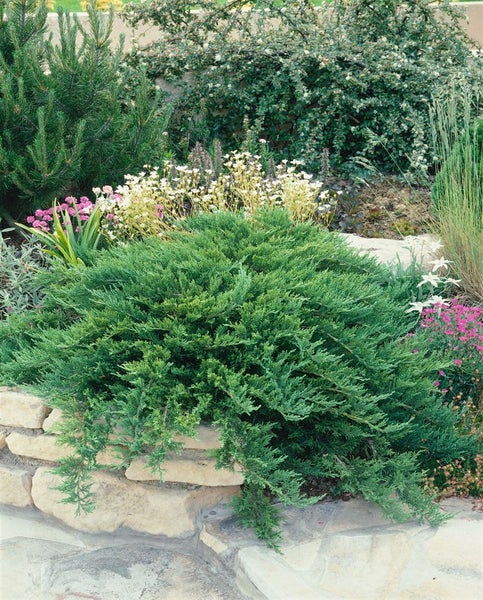 Gartenlandschaft mit Bodendecker-Wacholder und verschiedenen Pflanzen
