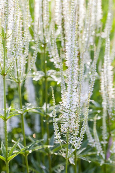 Veronica spicata 'Alba', Ehrenpreis, weiß, ca. 9x9 cm Topf