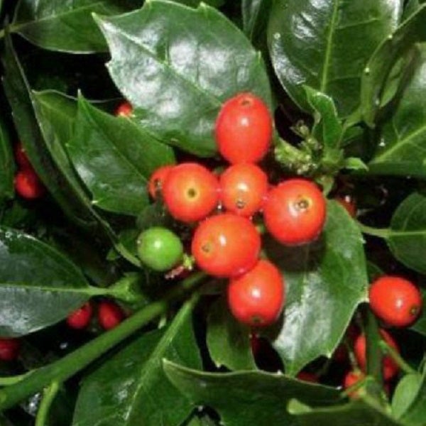 Stechpalme mit Blättern und Beeren