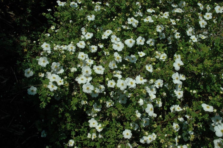 Strauch mit weißen Blüten für den Garten