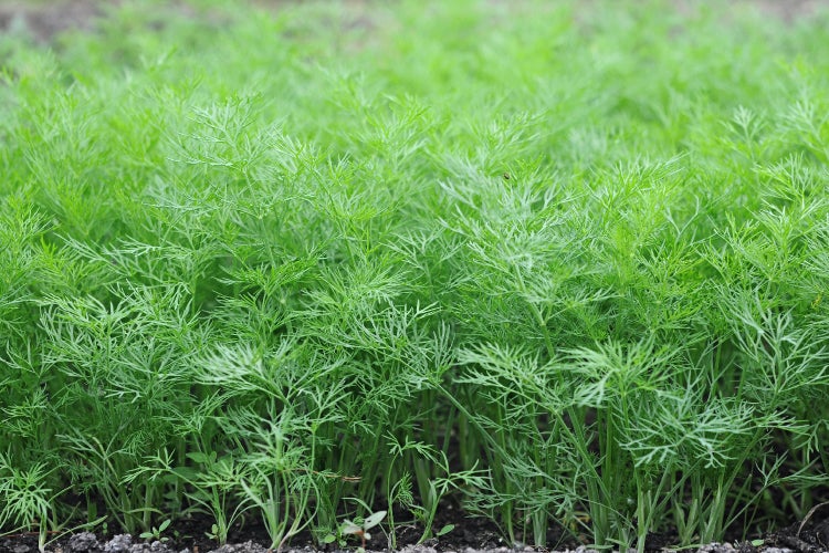 SAFLAX Garden to go - BIO - Dill - Anethum graveolens - 700 Samen - Mit Topf, Klima - Deckel und Anzuchtsubstrat