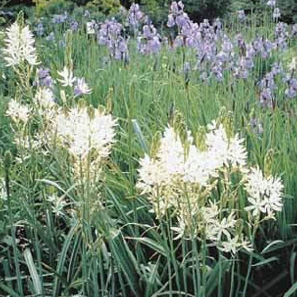 Nahaufnahme einer Blumenwiese mit weißen und violetten Blumen