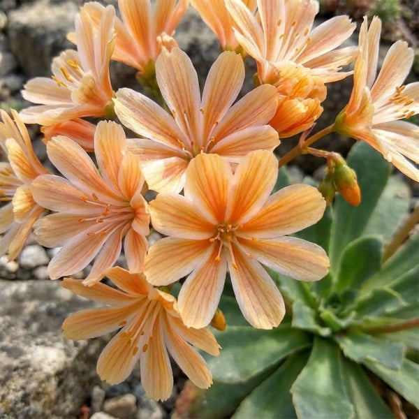 Lewisia Blühpflanze mit orangefarbenen Blüten und grünen sukkulenten Blättern.