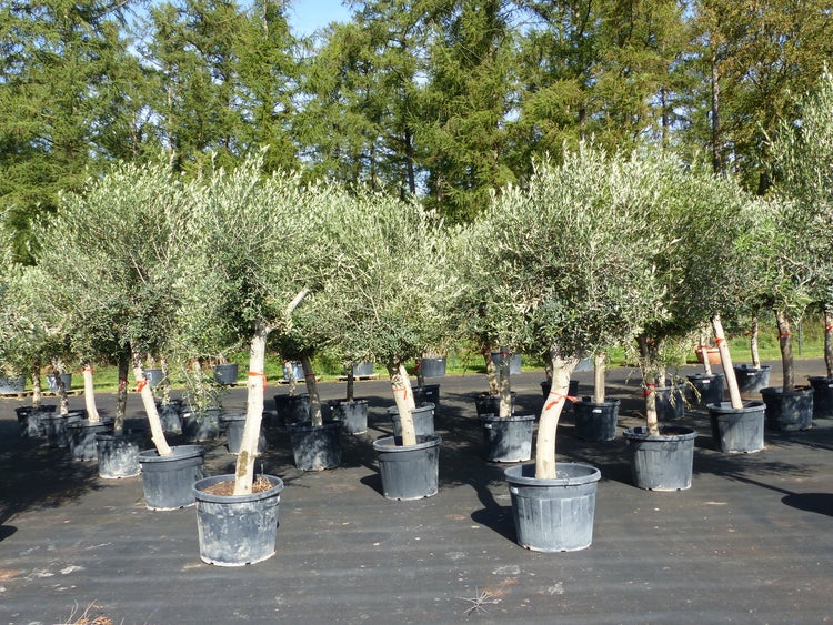 Olivenbäume in großen schwarzen Töpfen in einer Baumschule im Freien.