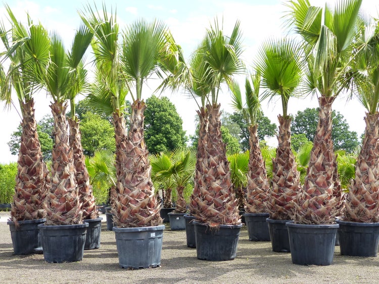 XXL Washingtonia Robusta Premium 340-400 cm, XXL Stamm 165-180 cm Petticoat Palme winterhart