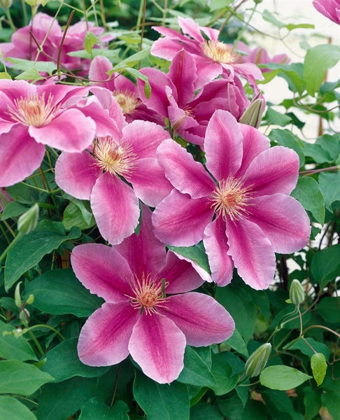 Clematis 'Bees Jubilee', rosa-weiß, 60–100 cm