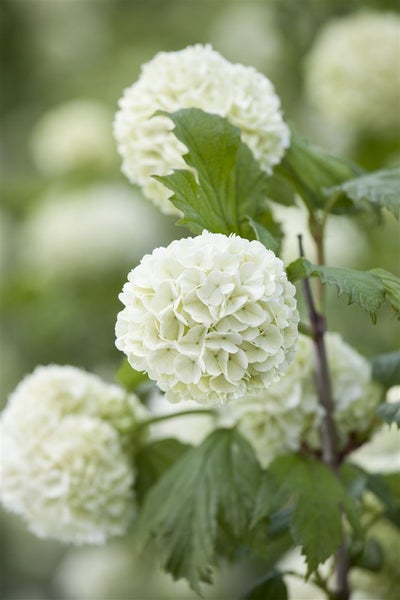 Viburnum opulus 'Roseum', Schneeball, weiß, 100–125 cm