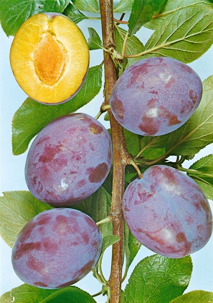 Prunus domestica 'President', Pflaume, 150–200 cm