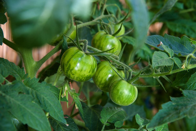 SAFLAX Geschenk Set - BIO - Tomate - Green Zebra - Solanum lycopersicum - 10 Samen - Mit Geschenkbox, Versandaufkleber, Geschenkkarte und Anzuchtsubstrat