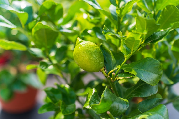 Nahaufnahme eines Zitrusbaums mit einer kleinen grünen Frucht und glänzenden grünen Blättern.