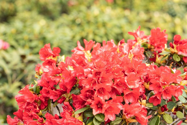 Rhododendron repens 'Baden Baden', rot, 25–30 cm